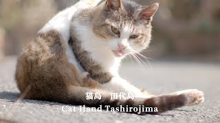 猫島 田代島 4K Cat Island Tashirojima Japan [upl. by Pinter710]