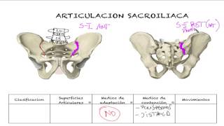 Articulacion sacroiliaca [upl. by Ivatts]