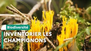 Inventaire de champignons en réserve biologique intégrale dans le Cantal [upl. by Annert205]