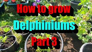 How to prune your delphiniums to get double the flowers every time part 3 [upl. by Nannaihr207]