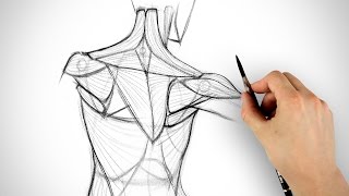 How to Draw the Shoulder Bones [upl. by Philipp]