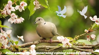 dove sounds  mourning dove and cooing sounds effect loud whistle [upl. by Aneg]