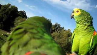 Amazon parrots free flight [upl. by Emyaj]