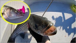 The Most Humane Way of Killing a Fish Ikejime Ike Jime on Striped Bass [upl. by Mulderig817]