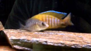 African Cichlid Sunshine Peacock breeding [upl. by Lais]