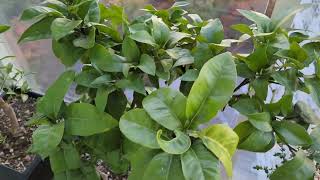 Fall Update Growing Citrus Guava Blueberries Currants amp More on my Patio in Vancouver Canada [upl. by Abernathy]