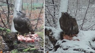 Buzzard protect food from Goshawk [upl. by Franza]