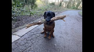 Otto the Bavarian Mountain Hound Buries a Stick [upl. by Lynsey]