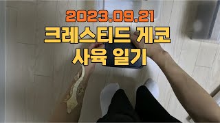 20230921 크레 사육 일기 개체 관리 사육 용품 물청소 crested gecko breeding [upl. by Jain]