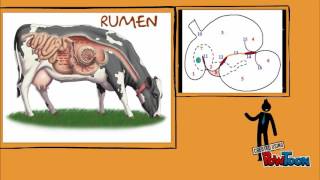 SISTEMA DIGESTIVO de la VACA Parte 2 [upl. by Harimas]