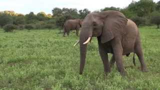 Large Breeding Herd Of Elephants [upl. by Schapira]