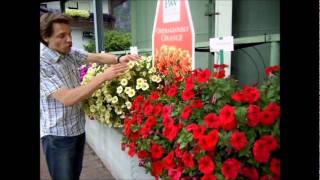 I PW petunia pendula Veranda [upl. by Ruskin]