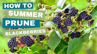 Summer Blackberry Pruning Secrets to Bigger Berries [upl. by Hasin]