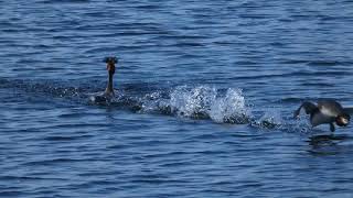 Great Crested Grebe courtship and cat display [upl. by Norek]