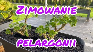 Zimowanie pelargonii  jak przechowywać pelargonie przez zimę [upl. by Capps213]