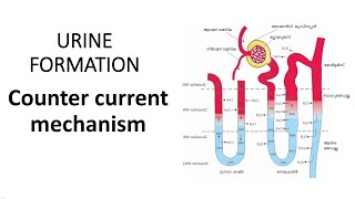 COUNTER CURRENT MECHANISM URINE FORMATION HSA നാച്ചുറൽ സയൻസ് KTET [upl. by Senzer]