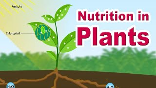 Nutrition in plants  Autotrophic Nutrition  Photosynthesis  Home Revise [upl. by Serica]