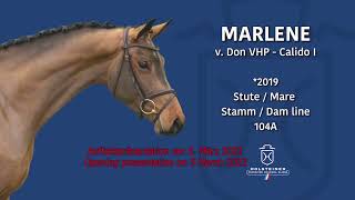 PF’s Marlene 2019 Holsteiner Mare Don VHP Z x Calido I x Acobat II Offered for sale [upl. by Dom]