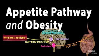 The Brains HungerSatiety Pathways and Obesity Animation [upl. by Lartnom]