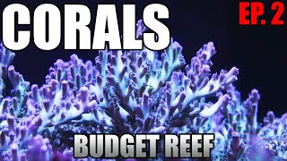 CORALS  What Are They SPS LPS Soft Corals  Budget Reef Tank [upl. by O'Donoghue847]