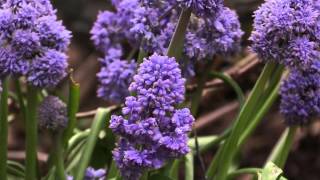 Muscari armeniacum  Traubenhyazinthe Grape Hyacinth [upl. by Atnoid556]