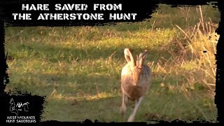 Hare saved from the Atherstone Hunt [upl. by Cann651]