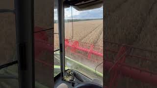 Harvesting Triticale [upl. by Ostler154]