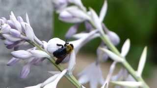 Nectar Robbery by Carpenter Bee クマバチ♀がオオバギボウシの花で盗蜜 [upl. by Ariana]