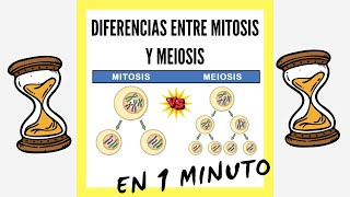 Diferencias entre Mitosis y Meiosis EN 1 MINUTO [upl. by Berey]