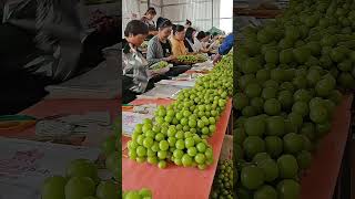 Manually Package Grapes With Perforated PreMade AntiFog Bag [upl. by Adlev]