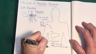 Malaria parasite life cycle Plasmodium falciparum [upl. by Mareah]