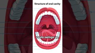 Unveiling the Uvula The Unsung Hero [upl. by Celeski]