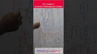 ETC Complex II Succinate Dehydrogenase Complex [upl. by Nilpik]