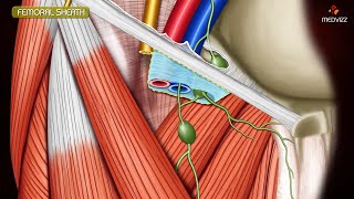 ANATOMY OF FEMORAL TRIANGLE  FEMORAL CANAL  FEMORAL SHEATH [upl. by Juster565]