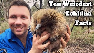 10 Things You Didn’t Know About Echidnas [upl. by Bigford]