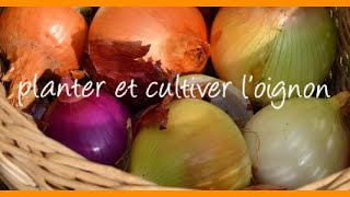 OIGNON 👨🏻‍🌾 comment semer planter cultiver et récolter des oignons [upl. by Ahsinnod]