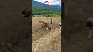 Caucasian Shepherd in the beautiful mountains of North Macedonia 🇲🇰 dog dogs pet pets [upl. by Tenneb]