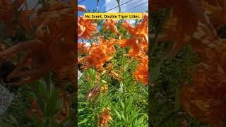 Tiger Lilies season doubletigerlilies gardenflowers youtubeshorts [upl. by Ellevel819]