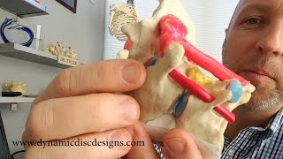 Atlantoaxial Joint and Upper Cervical Model [upl. by Nhguaved]