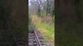 Abandoned Norfolk Southern Spur Track [upl. by Irej838]