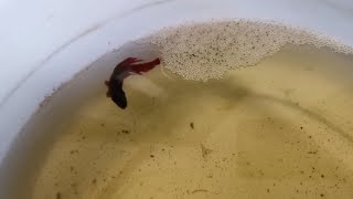 Breeding veiltail Betta male with galaxy koi female [upl. by Stranger]