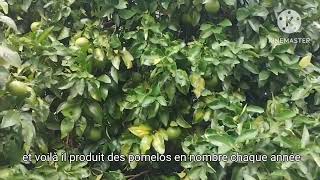 POMELOS de semis vs KUMQUAT greffé [upl. by Pirzada]