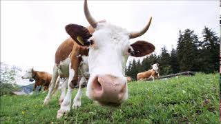 Moo Noise  Free Sound Effects  Animal Sounds [upl. by Alarick]