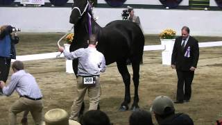 2014 World Percheron Congress Supreme Champion Percheron Selection [upl. by Arorua]