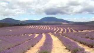 Bridestowe Lavender Farm Tasmania 2 [upl. by Attenov]