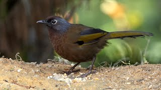 Malayan Laughingthrush in Peninsular Malaysia [upl. by Dahij392]