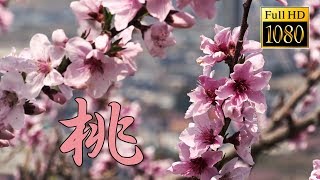 Peach blossoms【Full HD】 [upl. by Yennaiv]