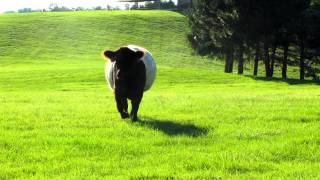 Charging Beltie cows [upl. by Lagasse916]