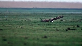 Oostvaardersplassen  Jagende zeearend grijpt jonge gans HD [upl. by Herman455]