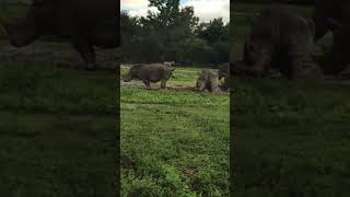 Rhinoceros Pooping EXPLOSION [upl. by Hay255]